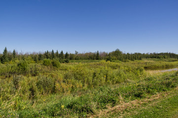 Obraz premium Pylypow on a Summer Day