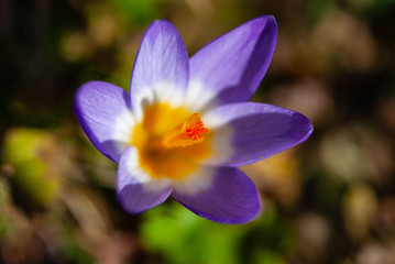 Flowering close-up violet crocus in meadow in spring