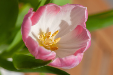 Close up white pink tulip with six petals und yellow stamens
