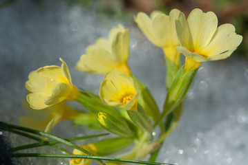 Yellow beautiful delicate cowslip primrose breaking through under  snow