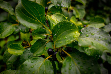 water droplets on  leaves with blue barries 