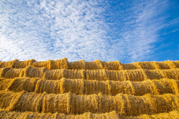 rollers made of dry pressed yellow straw, stacked in a pyramid in a field, against a blue sky