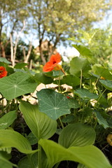 red 	tobacco plant in the garden