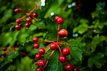 red barries on top of wet green leaves