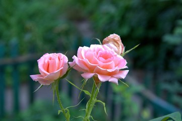 pink rose in garden