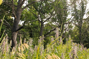 green grass and wild flowers in the forest 