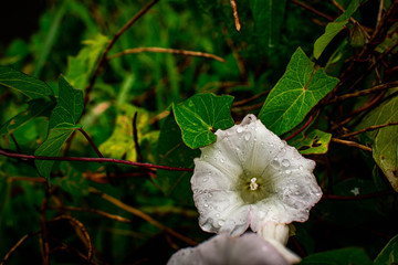 white flower with water droplets