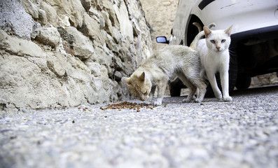 Fototapeta na wymiar Stray cats eating on the street