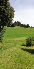 golf course in the morning