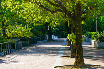 街路と街路樹