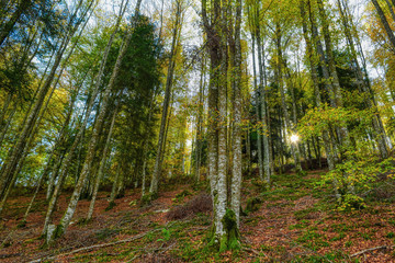 El bosque