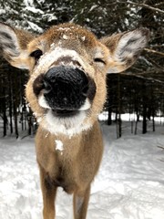 cute deer winking in the snow, female elk © Eduardo Springmann