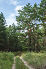 Obraz premium road in the pine forest