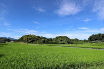 夏の田園風景