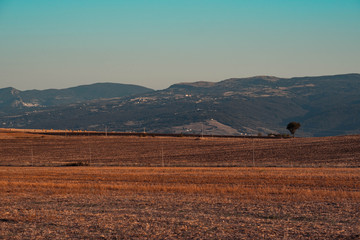 agriculture in the field