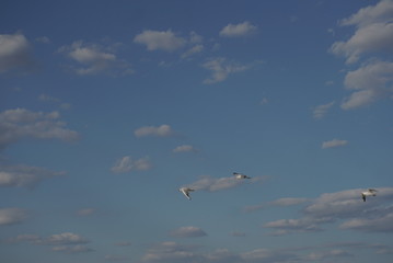 seagulls fly in the sky