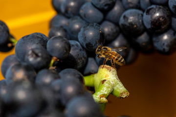 Bee feeding on harvested grapes