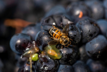 Bee feeding on harvested grapes