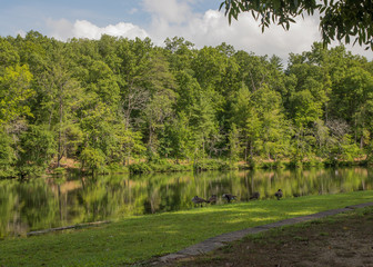 lake in the forest