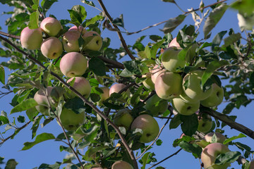 Ripe apples against a blue sky