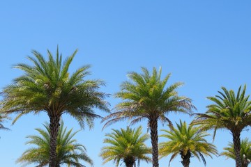 Obraz na płótnie Canvas Palm trees against blue sky in Florida nature