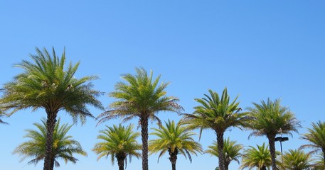 Fototapeta na wymiar Palm trees against blue sky in Florida nature