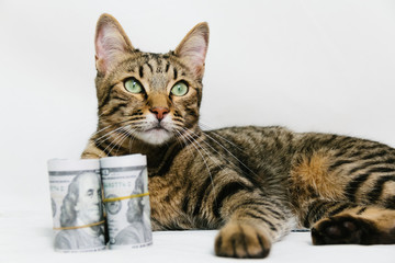 Naklejka na ściany i meble Beautiful cat with dollars on white background