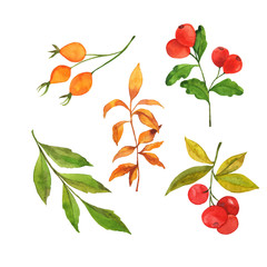 Set of red and orange autumn berries and leaves on white background. Hand drawn watercolor illustration.