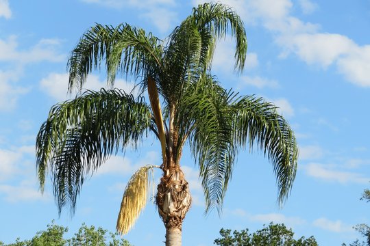 Beautiful palm tree with yellow flower against blue sky in Florida nature