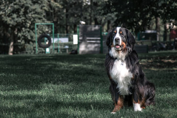 Beautiful big dog sits in a meadow in the park