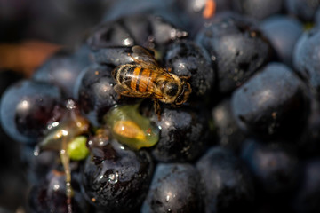 Bee feeding on harvested grapes