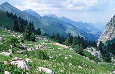 Apline green valley with snow tops mountains. Panoramic view for green swiss alps