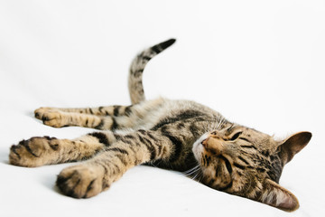 Beautiful cat laying on white background