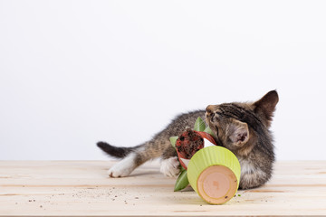 Cute little fluffy kitten on a light white background with potted grass. Pet.