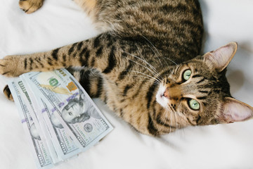 Beautiful cat holding dollars on white background
