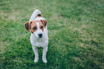 Adorable puppy Jack Russell Terrier walking on a green grass.