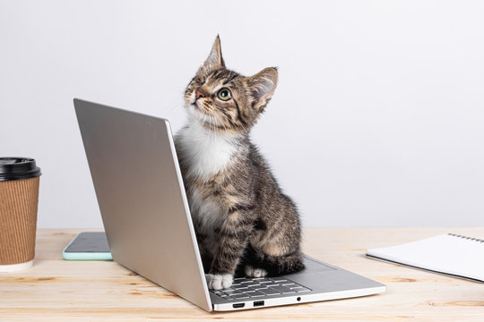Kitten sits at a laptop, beautiful kitten