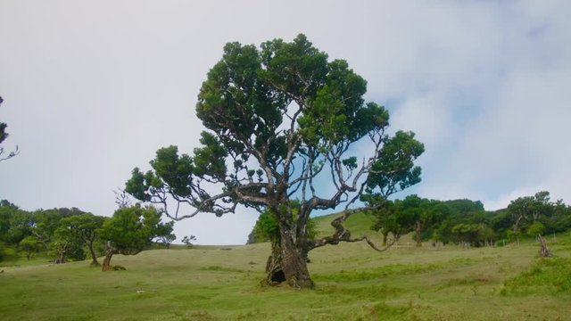 Big mystical tree with big hole in tree trunk on grassy hill