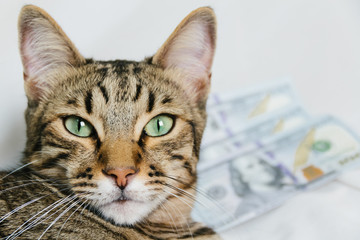 Close up of a beautiful cat with dollars on white background