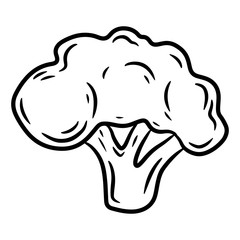Broccoli. Cauliflower. Hand drawn vector illustration in doodle style, isolated on a white background.