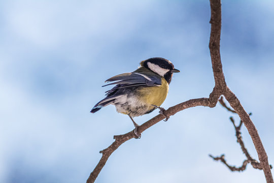 Great tit perching on a branch