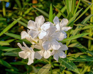 Obraz na płótnie Canvas white oleander flowers close up in the garden