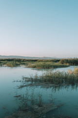Vertical shot of a swamp with grass © Alejandro Muñoz/Wirestock