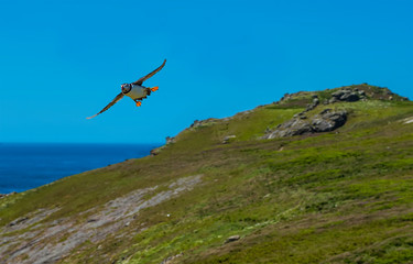 Fototapeta na wymiar A Puffin prepares to land on Skomer Island (breeding ground for Atlantic Puffins) in early summer