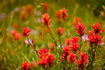 Red paintbrush wildflowers in bloom along a hiking trail