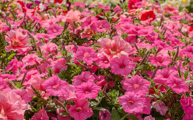 petunia, bright beautiful flowers in a flowerbed in the form of a bell, beautiful background
