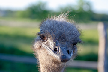 Ostrich female head isolated