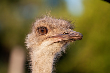 Ostrich female head isolated