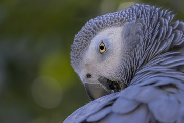 Close up portrait of an African parrot. The grey parrot is a medium-sized, predominantly grey, black-billed parrot. (Psittacus erithacus) © Martin