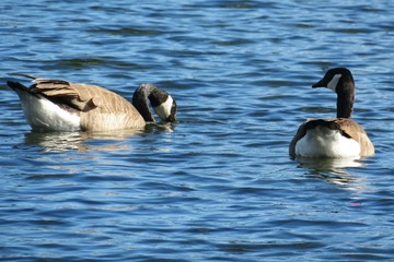Obraz premium Canadian gooses swimming on the river in Florida